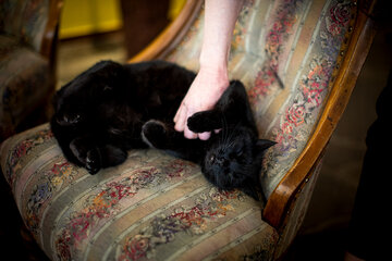 Mauzi the cat on an armchair at the Hotel Lercher.