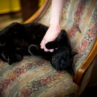 Cat Maui on an armchair in the Hotel Lercher.
