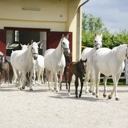 Lippizaner Stud Piber