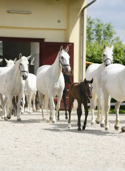 Lippizaner Stud Piber