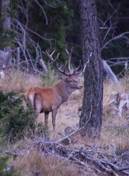 Game in the Murau region Game in the Murau region