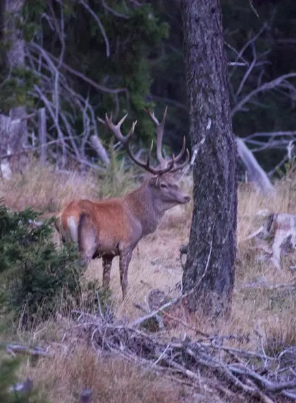 Game in the Murau region